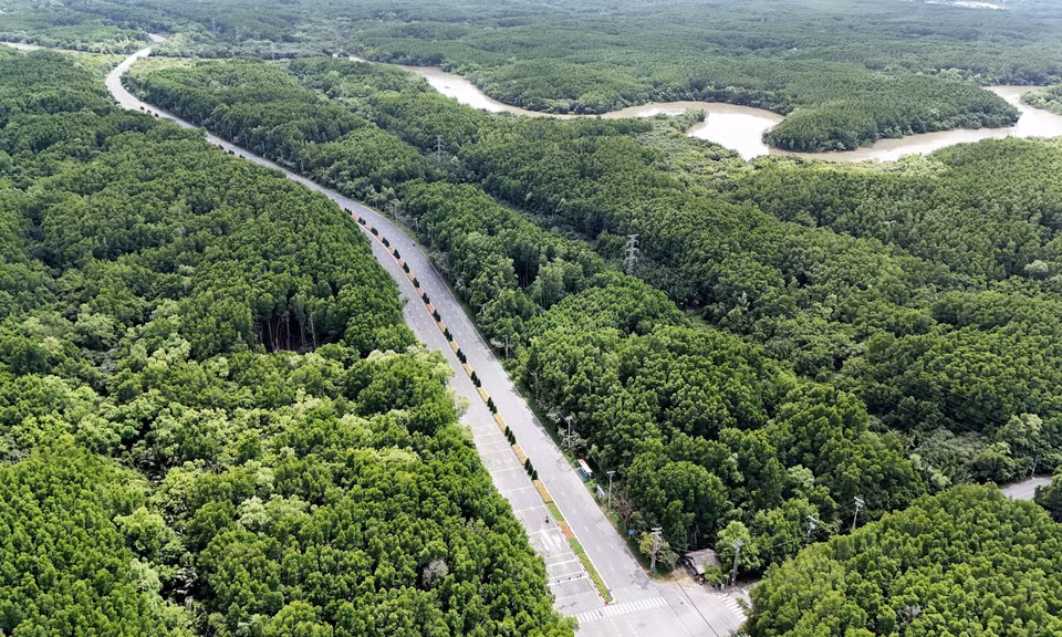 The winding road cuts through dense, lush mangrove forests, creating a stunning natural landscape. (Photo: VNA)
