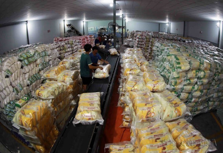 Vietnam exports rice, seafood, fruits and vegetables, tea, pepper, cashew nuts, wood and wood products, and rubber to Lithuania. (Photo: VNA). In photo: Export rice of Thoai Son Food Company (a member of Loc Troi Group).