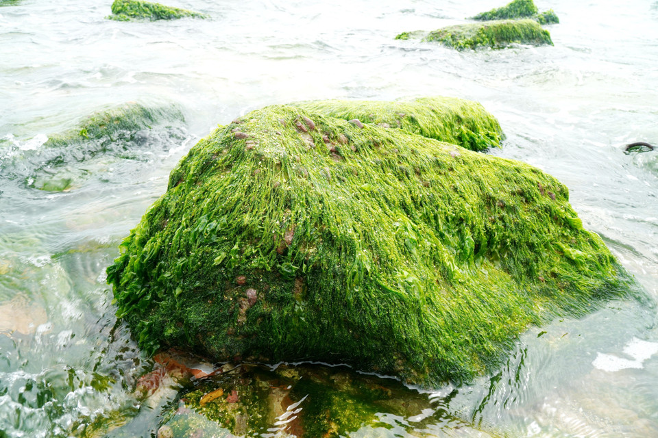 Natural rocks covered in green moss create a striking and captivating sight. (Photo: VNA)