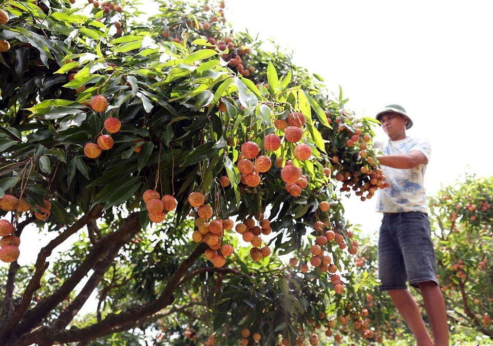 The on-site price for lychees meeting VietGAP and GlobalGAP standards from certified export zones ranges from 30,000 to 35,000 VND (approximately 1.15 to 1.34 USD) per kilogram. (Photo: VNA)
