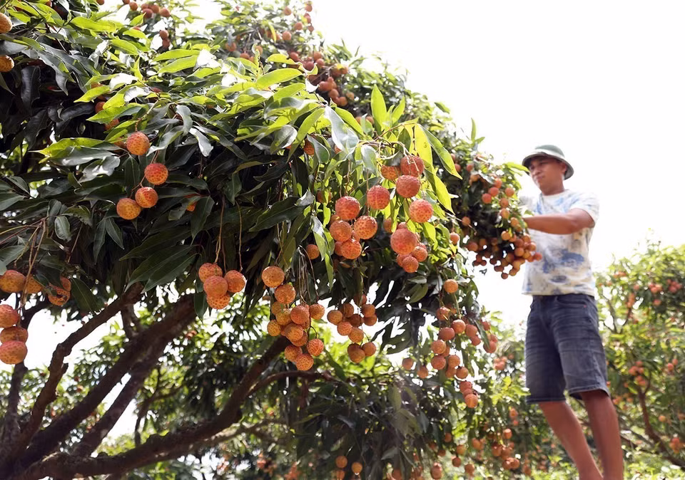 The on-site price for lychees meeting VietGAP and GlobalGAP standards from certified export zones ranges from 30,000 to 35,000 VND (approximately 1.15 to 1.34 USD) per kilogram. (Photo: VNA)