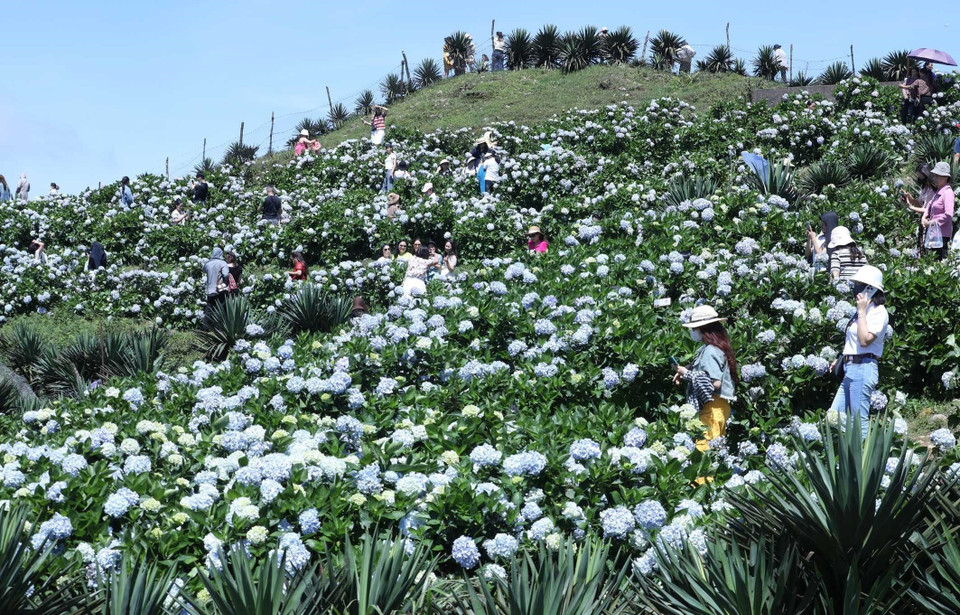 Hydrangeas in full bloom across Mau Son Mountain in Lang Son province (Photo: VNA)