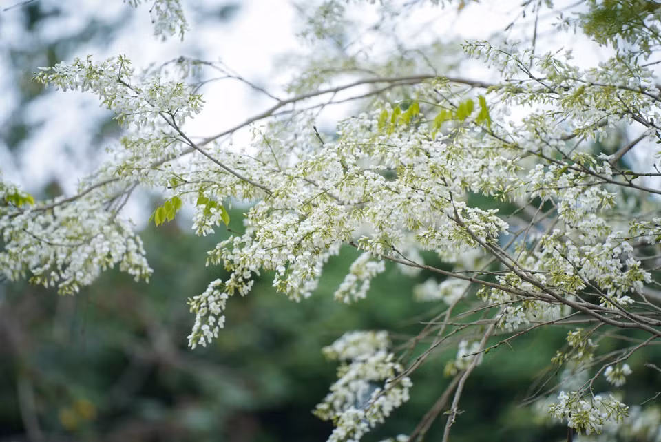 Pure white sua flowers during spring in Hanoi (Photo: VNA)