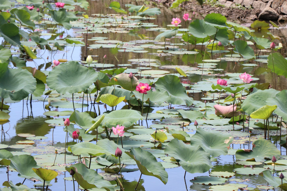 Blooming lotus paints the ponds around the ancient Hue Citadel in shades of pink. (Photo: VNA)