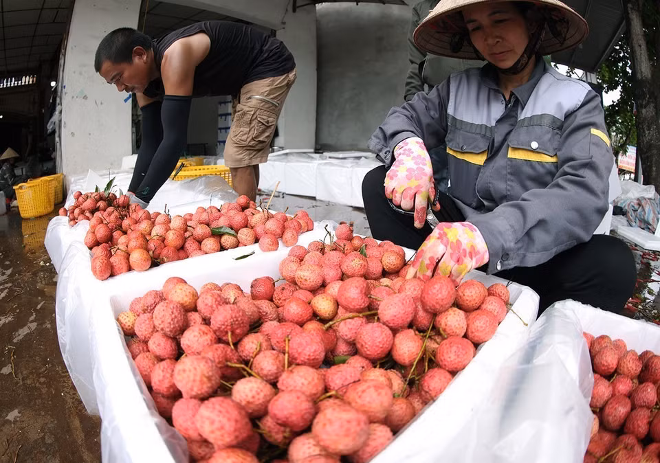 Packing, preserving lychees for exports at a household business in Kim Street, Luc Ngan district, Bac Giang province. (Photo: VNA)