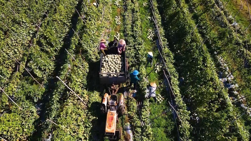 Farmers in Ba Gia commune, central Quang Ngai province harvesting melons grown according to clean agriculture standards. This reflects the growing trend of high-tech and clean agricultural production being adopted by many farmers. (Photo: VNA)