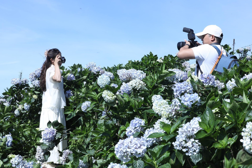Young visitors take photos with hydrangeas on Mau Son Mountain (Photo: VNA)