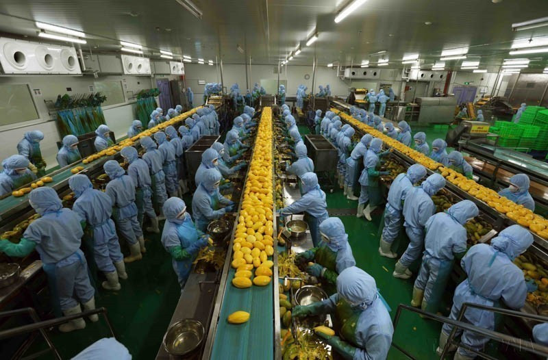 The agricultural processing plant of B’LaoFood Co., Ltd., located in Loc Son Industrial Park, Bao Loc city, is the largest in Lam Dong province, equipped with cutting-edge machinery and technology from Sweden. (Photo: VNA)