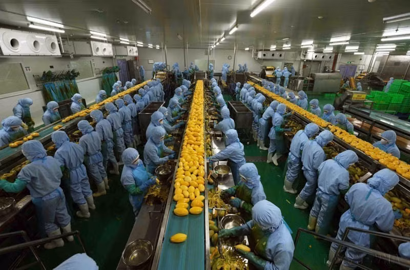 The agricultural processing plant of B’LaoFood Co., Ltd., located in Loc Son Industrial Park, Bao Loc city, is the largest in Lam Dong province, equipped with cutting-edge machinery and technology from Sweden. (Photo: VNA)