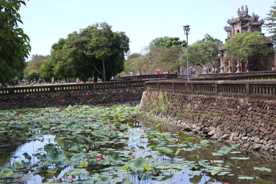 Visitors to Hue can admire the pristine beauty of lotus flowers beside the ancient, solemn walls of the Imperial Citadel. (Photo: VNA)