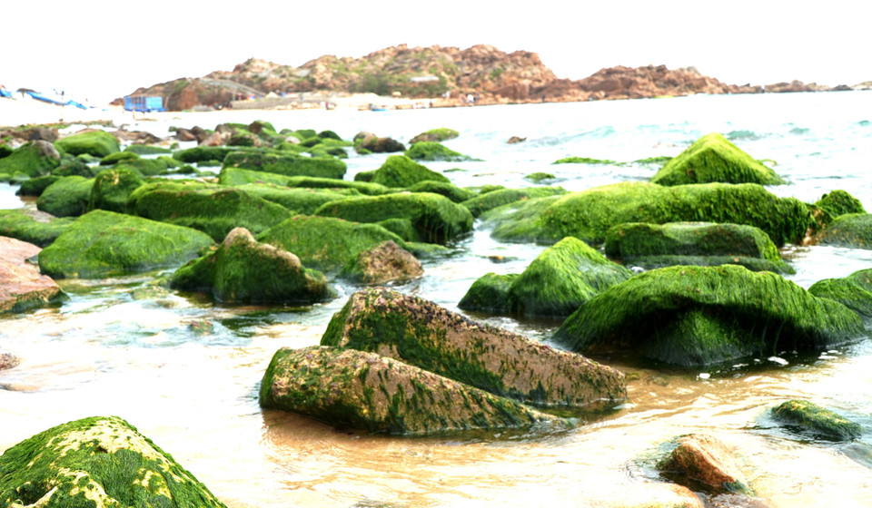 Located just 10km north of Quy Nhon city in the south-central province of Binh Dinh, Nhon Hai commune has emerged as a captivating destination, drawing a growing number of visitors eager to experience its breathtaking natural beauty. (Photo: VNA)