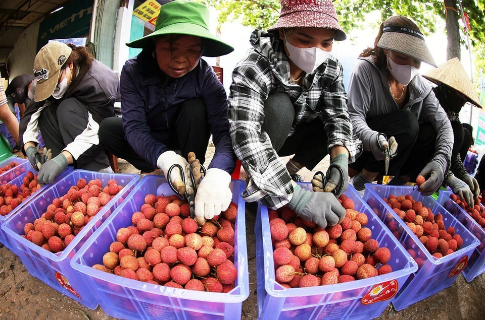 Packing, preserving lychees for exports at a household business in Kim Street, Luc Ngan district, Bac Giang province. (Photo: VNA)