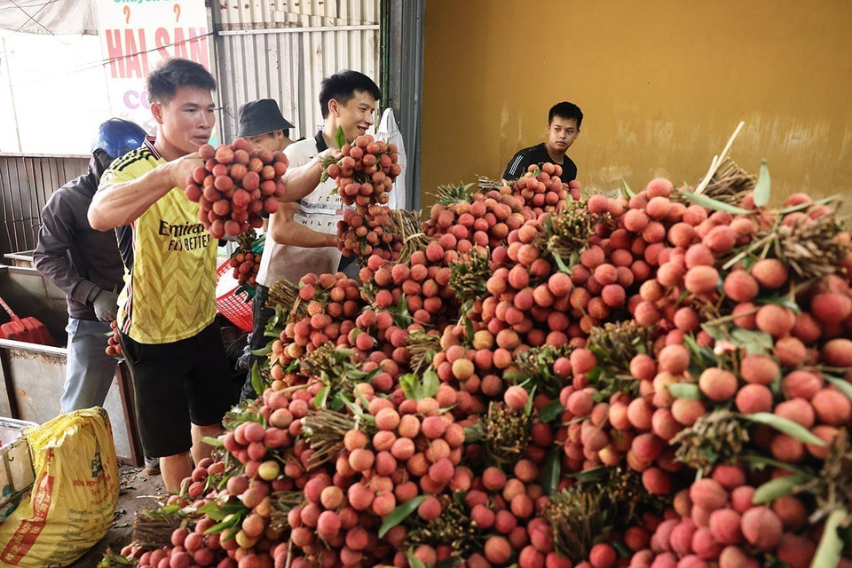 Sorting, packing lychees for exports at a household business in Kim Street, Luc Ngan district, Bac Giang province. (Photo: VNA)