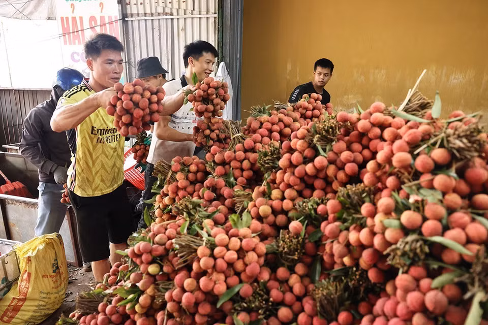 Sorting, packing lychees for exports at a household business in Kim Street, Luc Ngan district, Bac Giang province. (Photo: VNA)