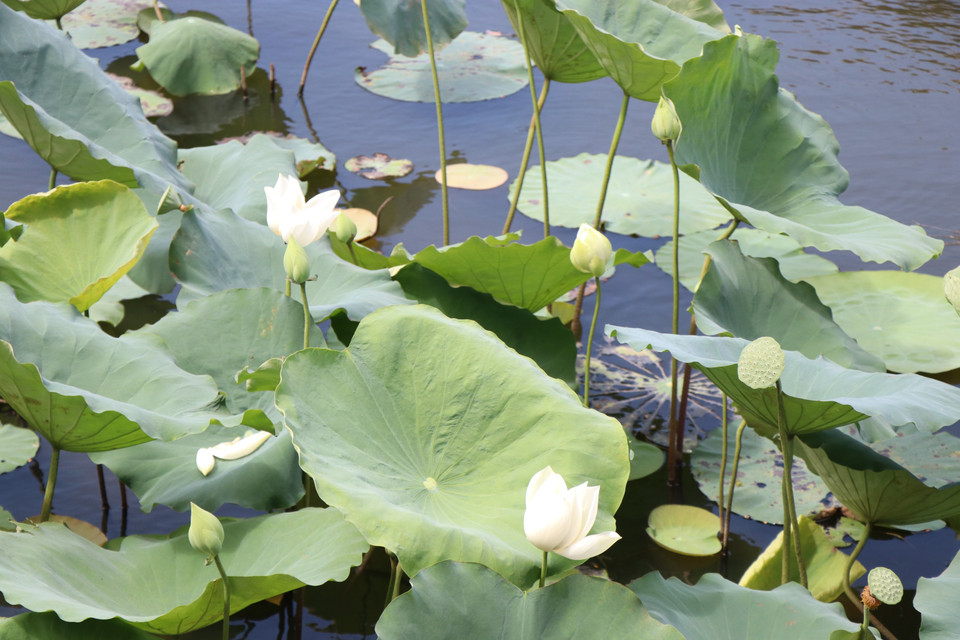 Summer marks the season when lotus ponds across Hue burst into colour and fragrance. (Photo: VNA)