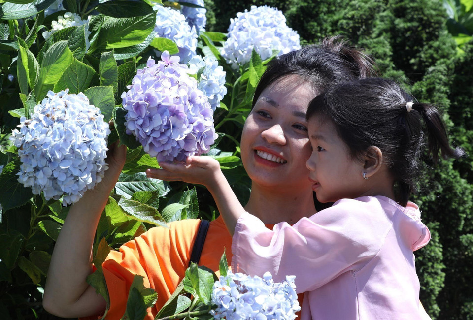 Visitors admire the hydrangeas blossoms atop Mau Son Mountain (Photo: VNA)