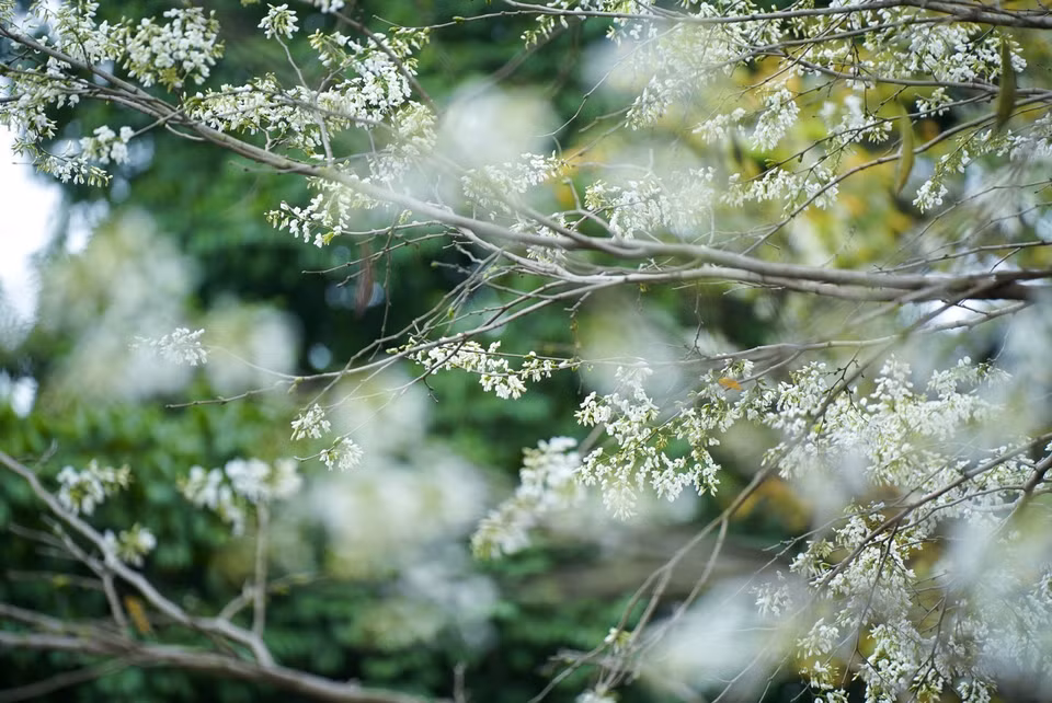 The delicate, pristine beauty of sua blossoms on Hanoi’s streets. (Photo: VNA)