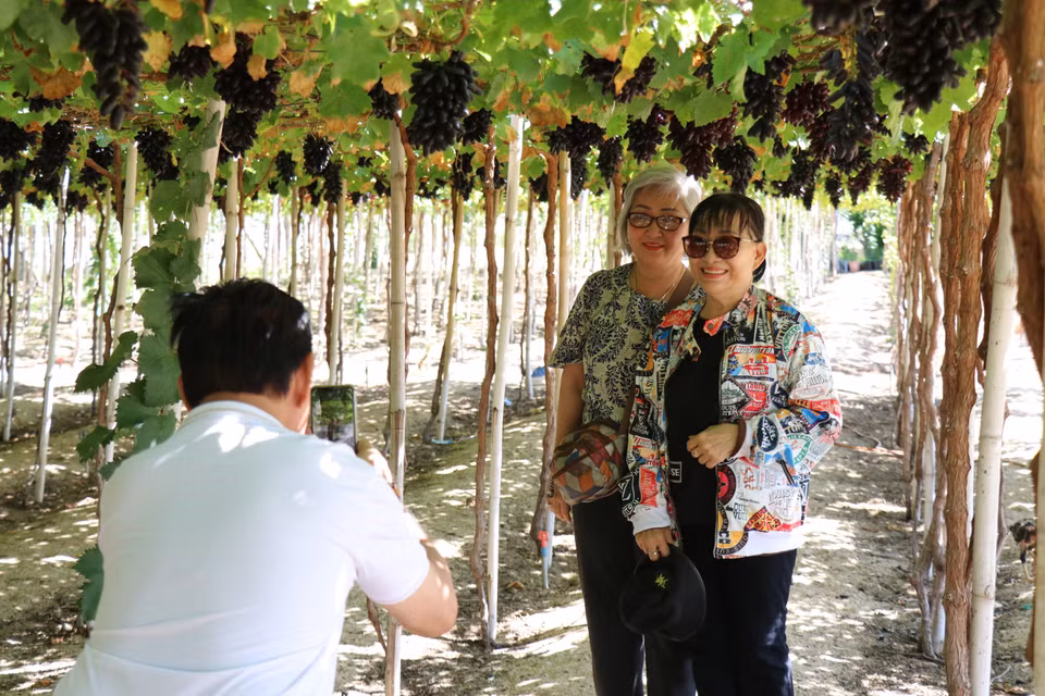Tourists visit and take photos at Thai An Vineyard (Vinh Hai commune, Ninh Hai district). (Photo: VNA)