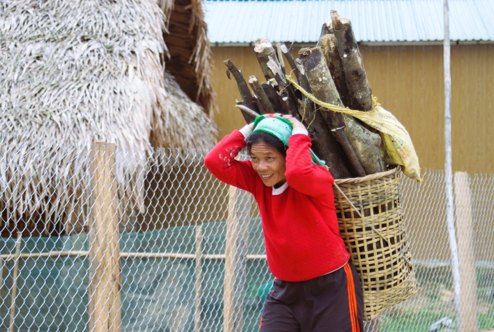A Dan Lai woman carries dry firewood home for daily cooking fuel. (Photo: VNA)