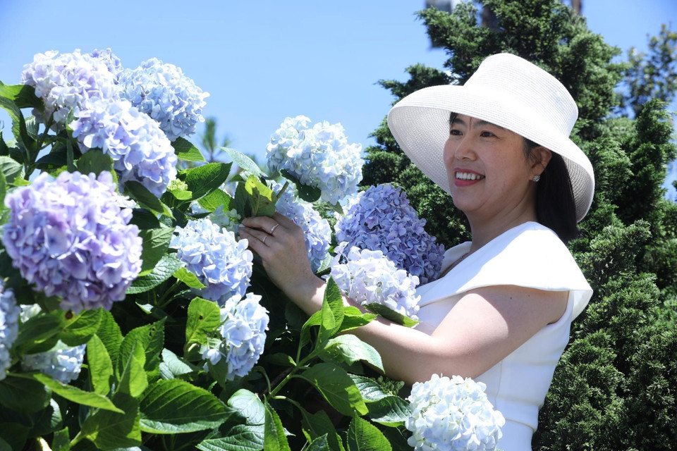Tourist enjoys blooming hydrangeas on Mau Son Mountain (Photo: VNA)