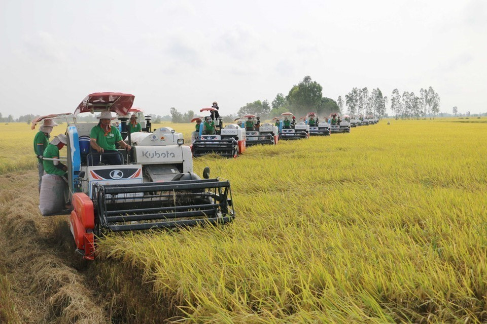 Harvesting pilot areas under the project on high-quality, low-emission rice production in Lang Bien commune, Thap Muoi district (former Dong Thap province). (Photo: VNA)