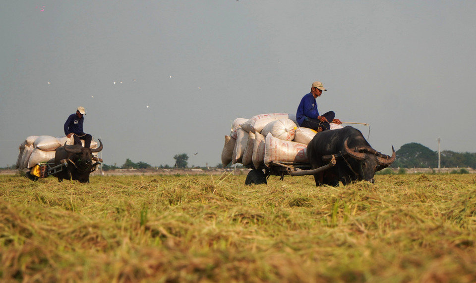 Though rare, buffalo carts in Hong Ngu keep alive the Mekong Delta’s deep-rooted traditions, where man and buffalo once worked side by side. Whether for nostalgia or necessity, they still carve their path, carrying the spirit of a fading heritage. (Photo: VNA)