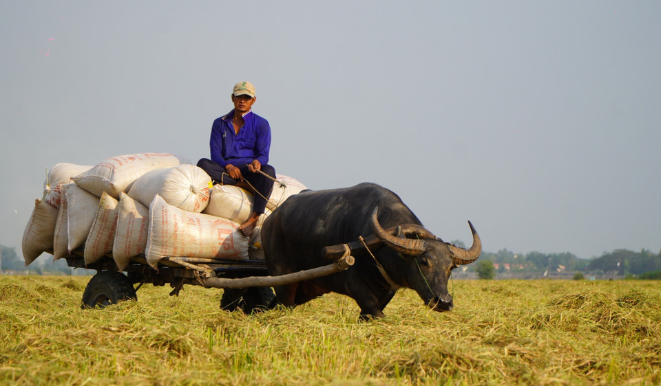 Each buffalo cart can carry an average of 15 sacks of rice per trip. (Photo: VNA)