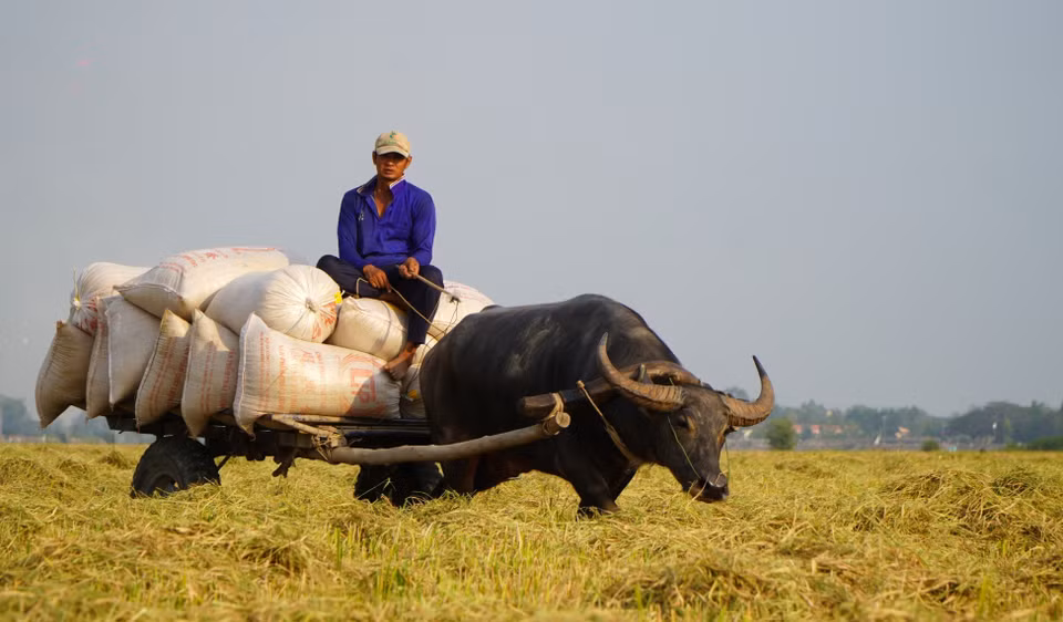 Each buffalo cart can carry an average of 15 sacks of rice per trip. (Photo: VNA)