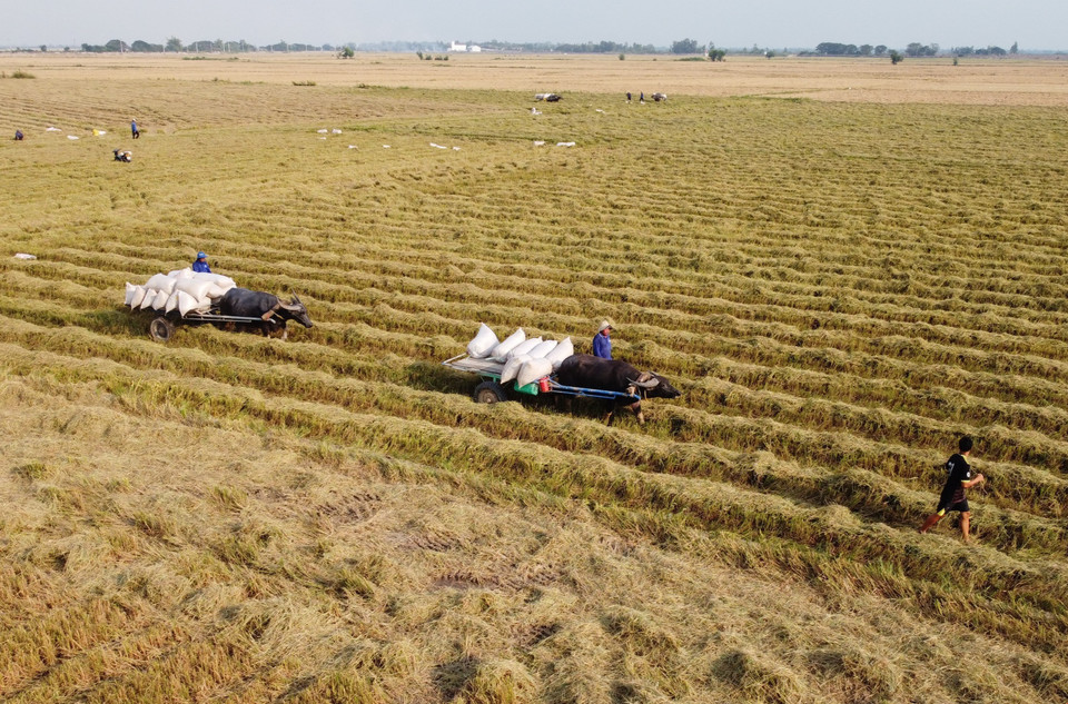Depending on distance, the transportation fee for each sack of rice from the field to the collection point ranges from 7,000 to 10,000 VND. (Photo: VNA)
