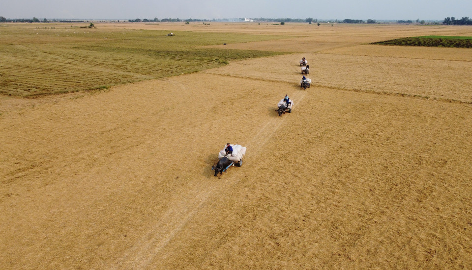 Buffalo carts carry rice in the field of Thuong Phuoc 1 border commune, Hong Ngu district, Dong Thap province. (Photo: VNA)