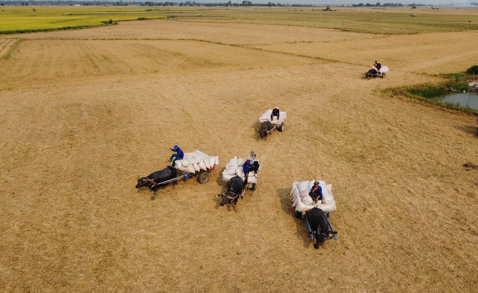 Buffalo carts transport rice to the collection points. (Photo: VNA)