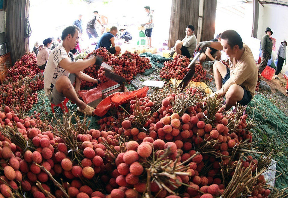 Packing, preserving lychees for exports at a household business in Kim Street, Luc Ngan district, Bac Giang province. (Photo: VNA)