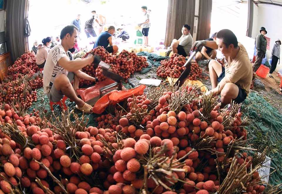Packing, preserving lychees for exports at a household business in Kim Street, Luc Ngan district, Bac Giang province. (Photo: VNA)