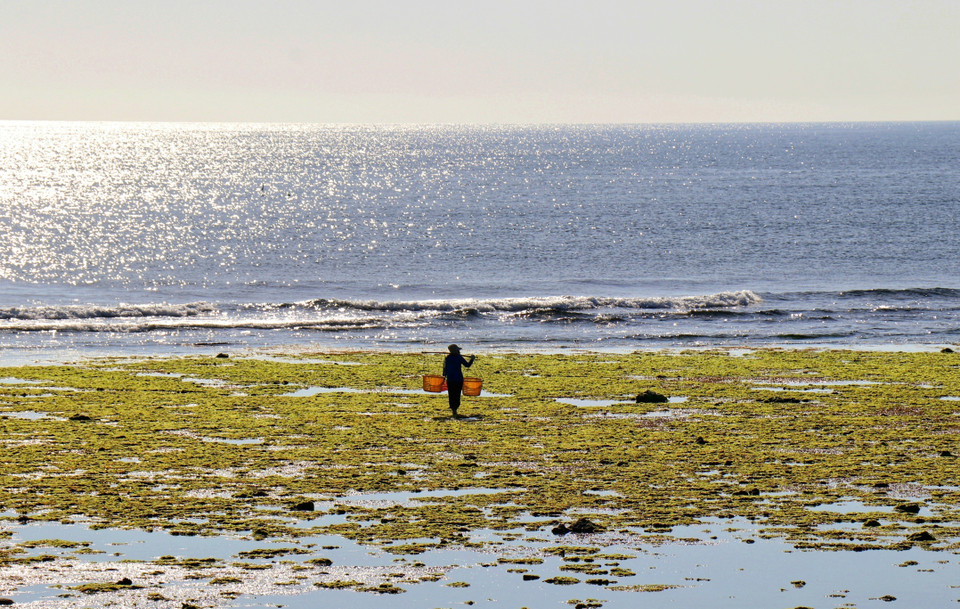 The picturesque beauty of the seaweed fields in Tu Thien hamlet, Phuoc Dinh commune, Thuan Nam district, Ninh Thuan province. (Photo: VNA)