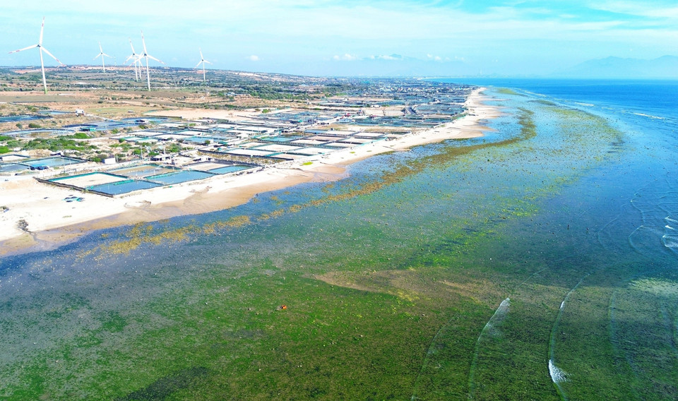 The breathtaking scenery of Tu Thien seaweed fields. (Photo: VNA)