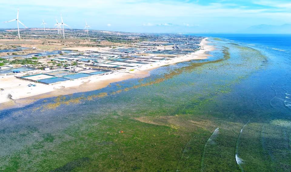 The breathtaking scenery of Tu Thien seaweed fields. (Photo: VNA)