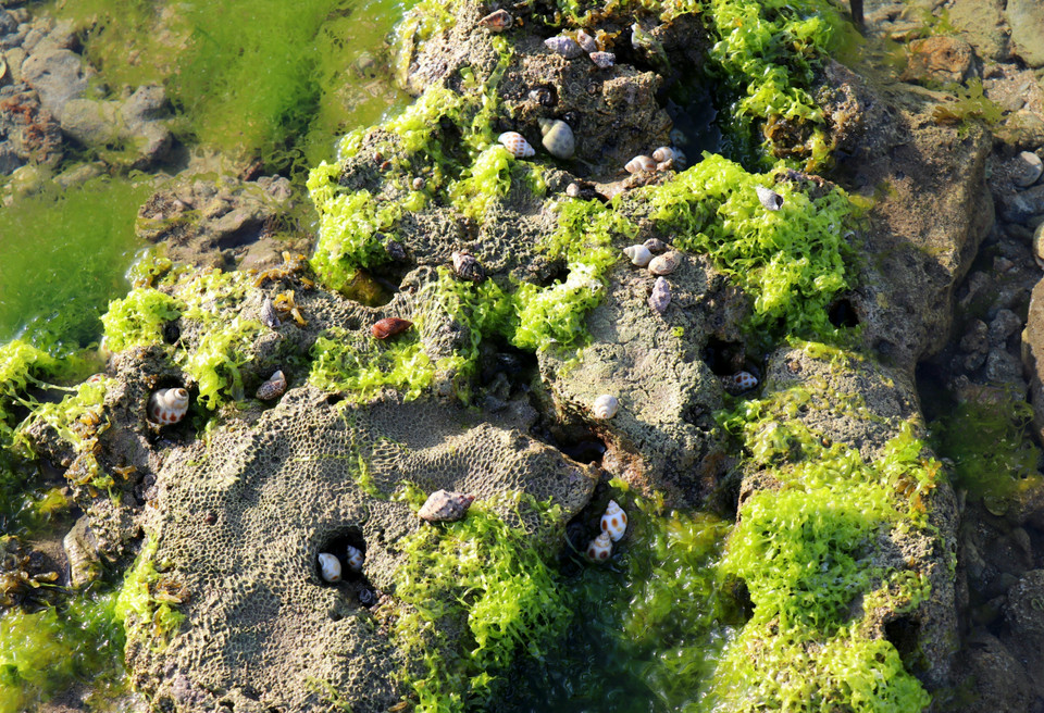 Various shellfish and marine creatures inhabit the seaweed layers (Photo: VNA)