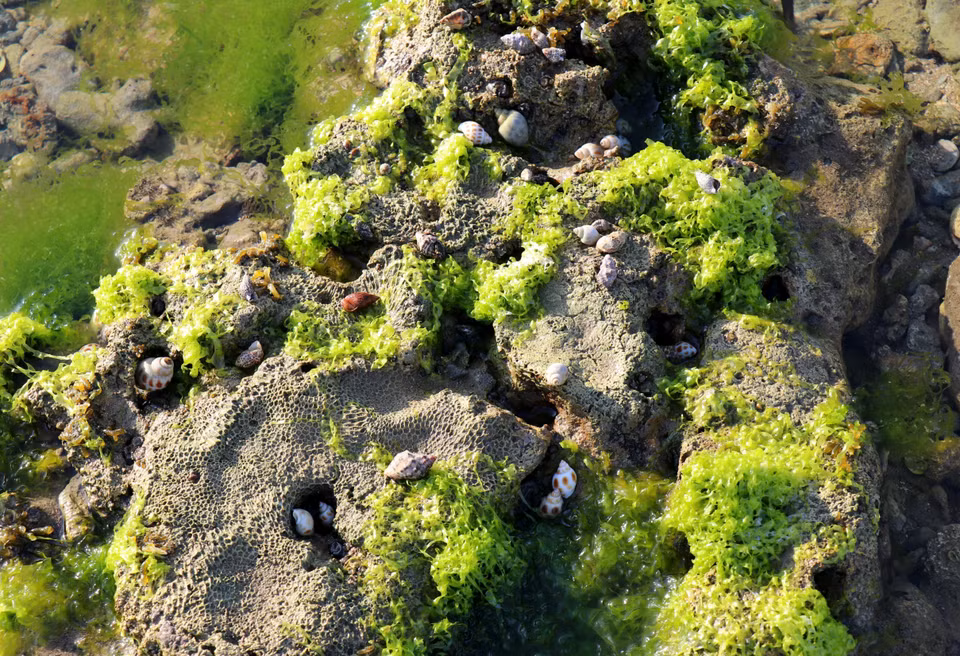 Various shellfish and marine creatures inhabit the seaweed layers (Photo: VNA)