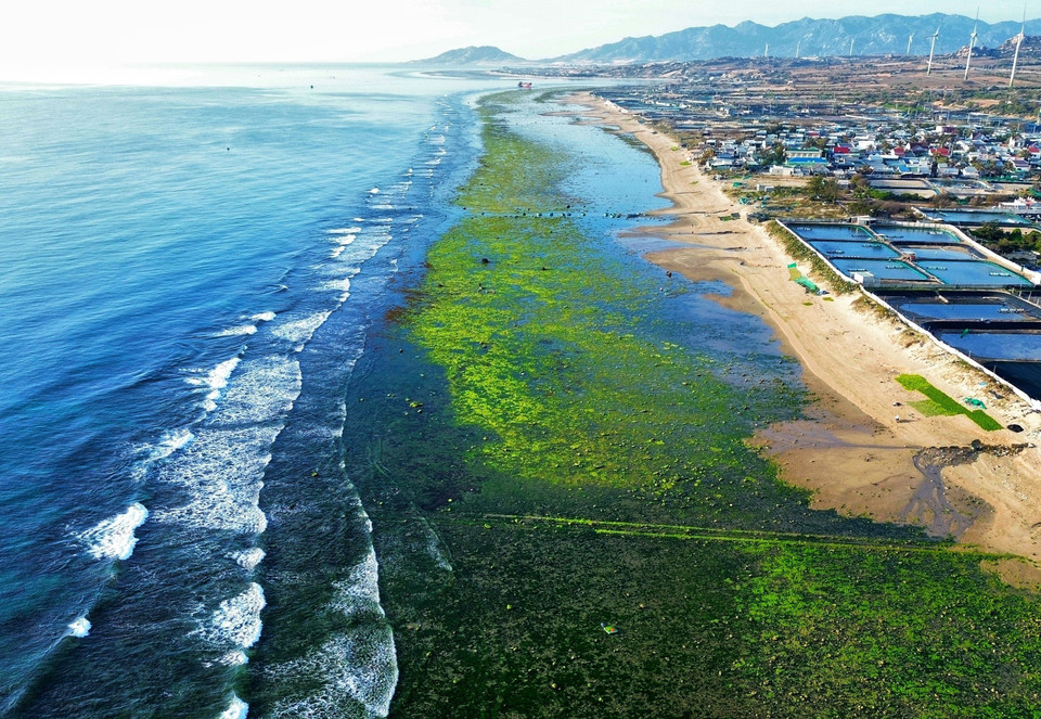 The unique beauty of seaweed fields in Tu Thien hamlet, Phuoc Dinh commune, Thuan Nam district, Ninh Thuan province. (Photo: VNA)