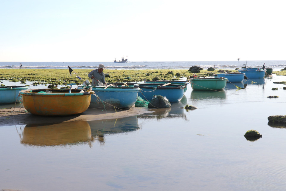The daily work of fishermen in Tu Thien hamlet, Phuoc Dinh commune, Thuan Nam district, at the seaweed fields. (Photo: VNA)