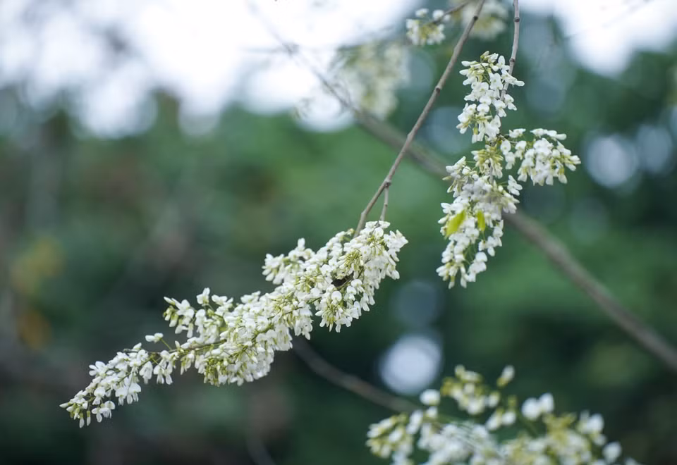 The delicate, pristine beauty of sua blossoms (Photo: VNA)