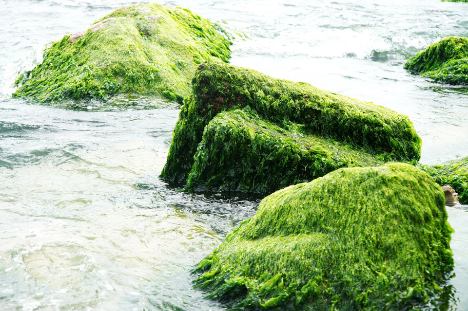 Natural rocks with unique shapes, covered in vibrant green moss, create a striking and captivating sight. (Photo: VNA)