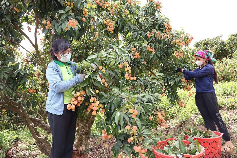 Peak lychee harvest season at a household farm certified under VietGAP standards of Luc Ngan Xanh Cooperative, Luc Ngan district, Bac Giang province. (Photo: VNA)