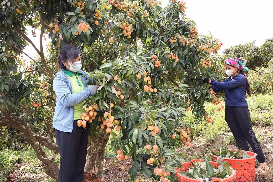 Peak lychee harvest season at a household farm certified under VietGAP standards of Luc Ngan Xanh Cooperative, Luc Ngan district, Bac Giang province. (Photo: VNA)