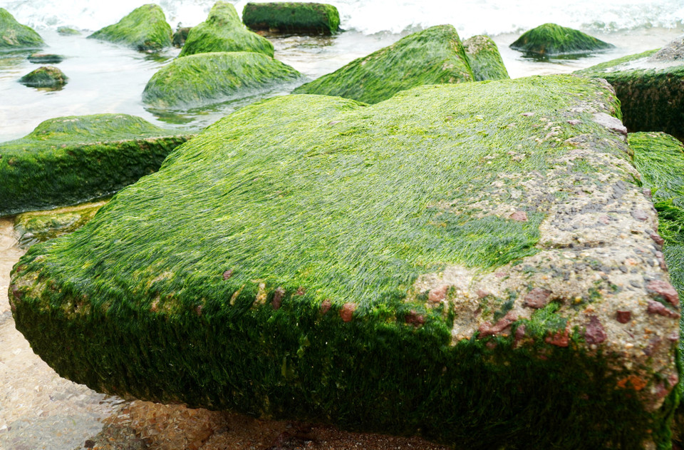 Natural rocks covered in vibrant green moss create a striking and captivating sight. (Photo: VNA)