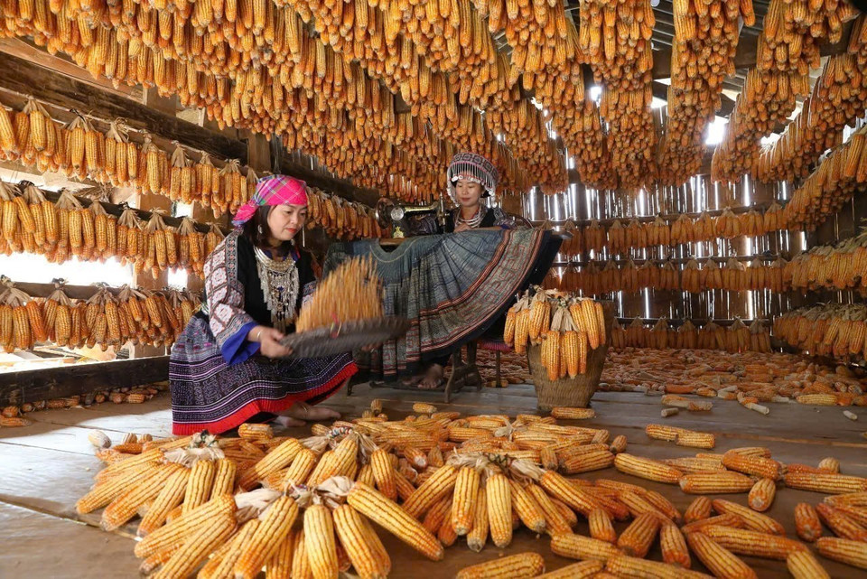 A corn house of the Mong ethnic people glows in golden hues in Mu Cang Chai. (Photo: VNA)