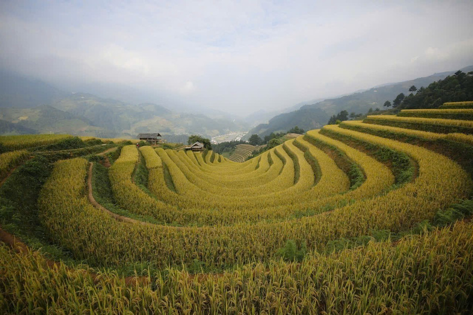Terraced rice fields in Mu Cang Chai at their golden harvest season. (Photo: VNA)