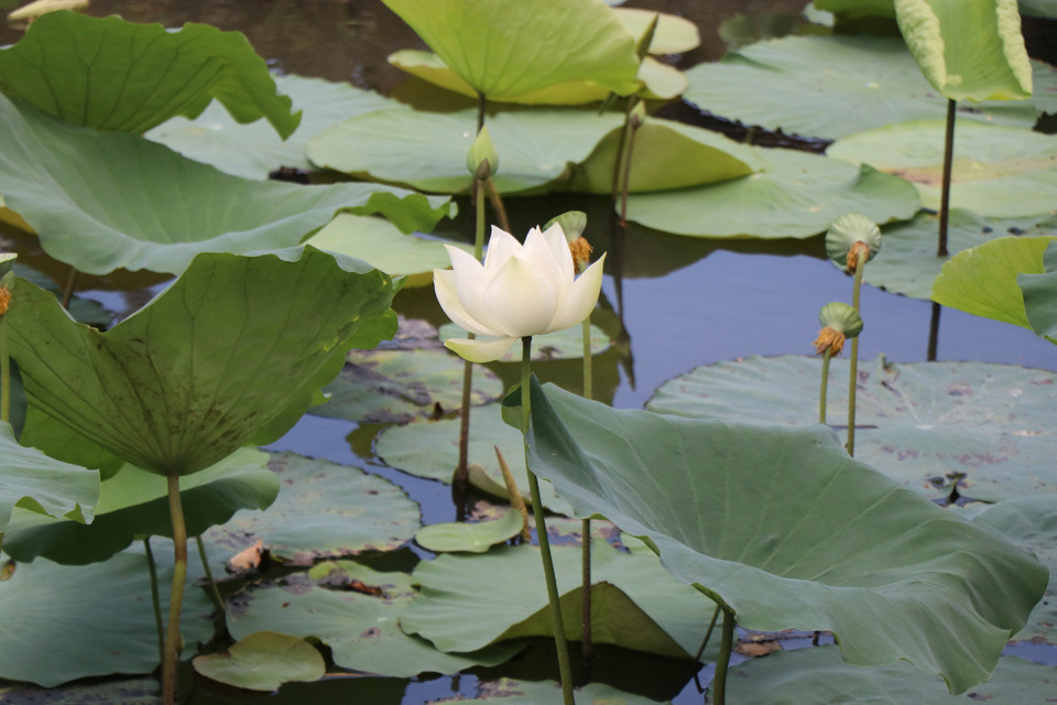 Hue's white lotus—pure and graceful. (Photo: VNA)