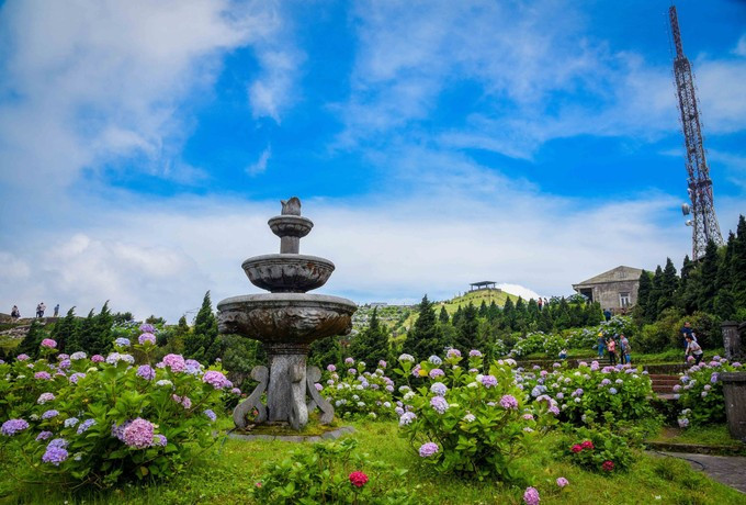 The radiant hues of hydrangeas on Mau Son Mountain (Photo: VNA)