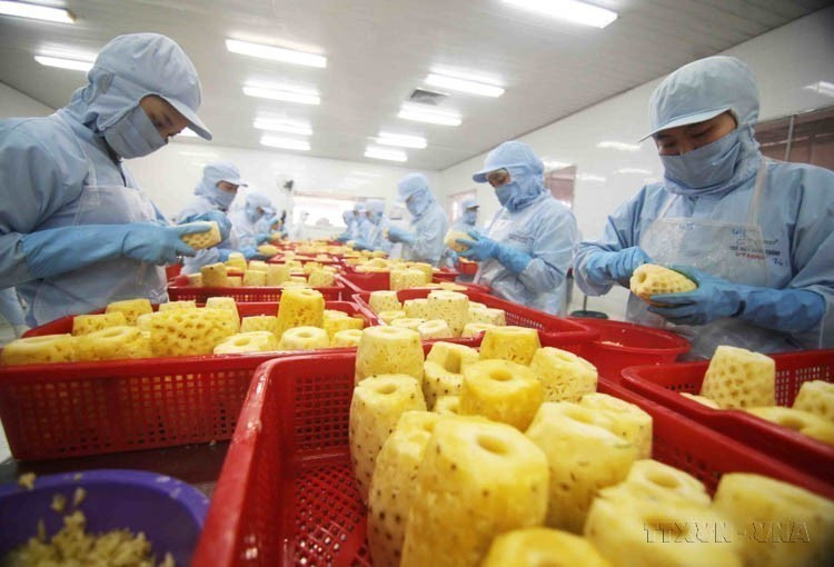 Vietnam exports rice, seafood, fruits and vegetables, tea, pepper, cashew nuts, wood and wood products, and rubber to Lithuania. (Photo: VNA). In photo: Canned pineapple being processed at the factory of An Giang Agricultural Products Import-Export Joint Stock Company.